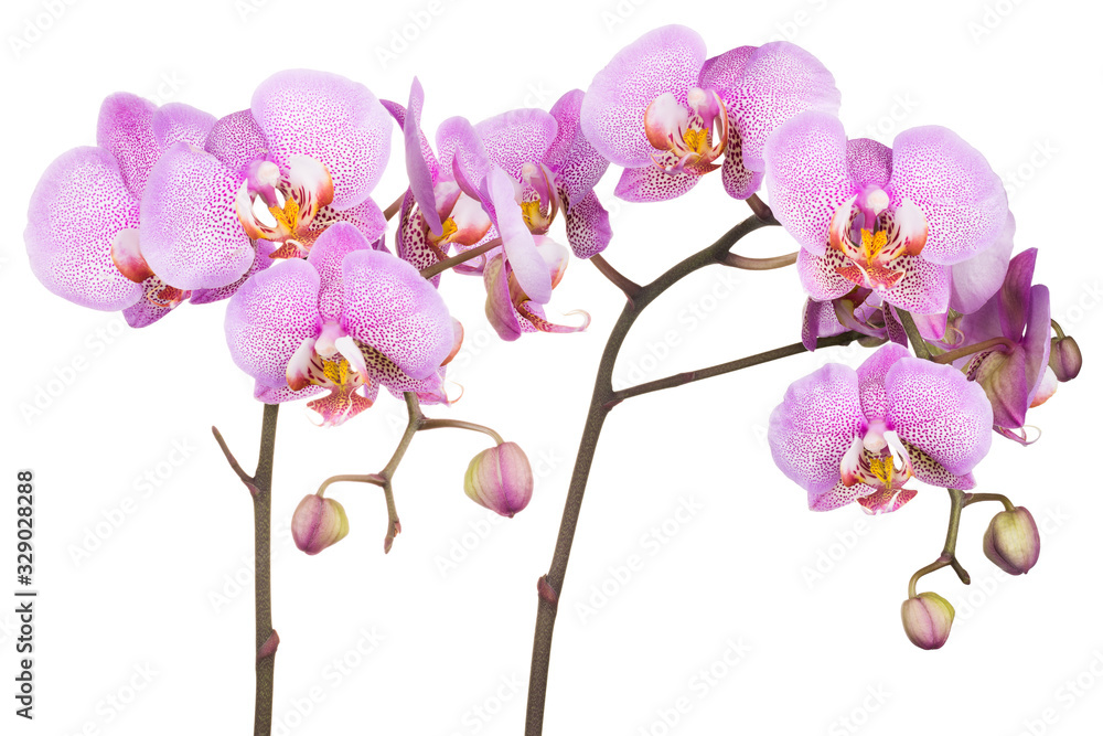 Branch of pink phalaenopsis or Moth orchid from isolated on white background Branch of pink phalaenopsis or Moth orchid from isolated on white background
