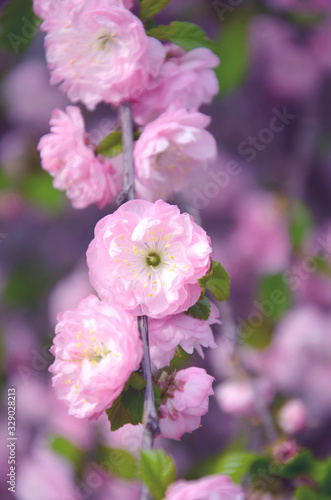 Pink Chinese Roses Branch © Katerinjiyuu