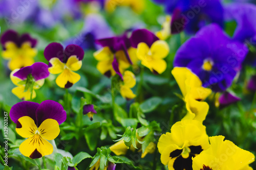 Colorful Horned Pansy flowers in garden for spring season concept.