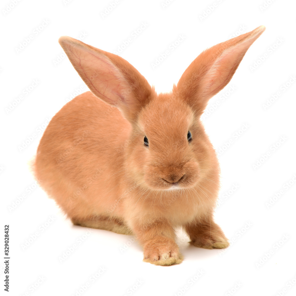 Obraz premium orange rabbit on white background 