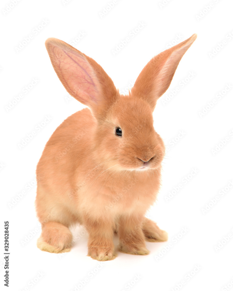 Fototapeta premium orange rabbit on white background 
