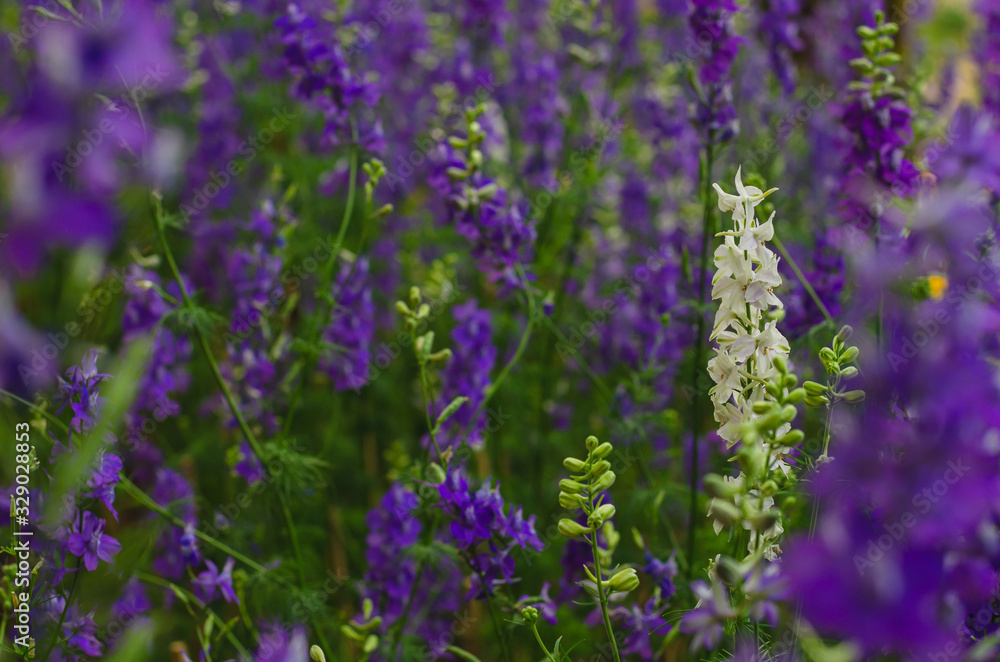 White Consolida regalis flower stand out among purple color of them for spring season concept. White Consolida regalis flower stand out among purple color of them for spring season concept.