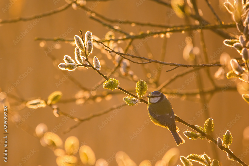 Obraz premium Eurasian blue tit - Cyanistes caeruleus on tree branch soft backlight