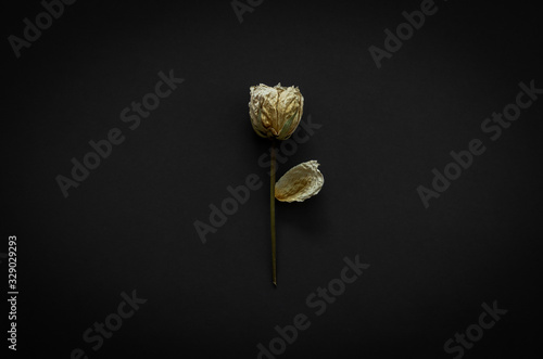 Dried rose on dark background. Minimalist flat lay black concept..