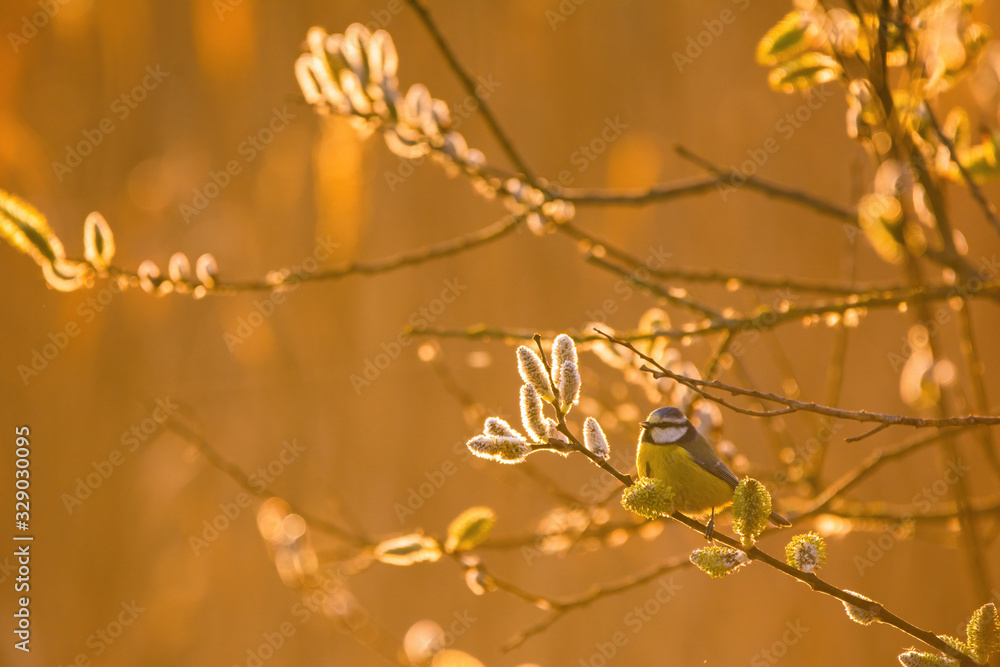 Eurasian blue tit - Cyanistes caeruleus on tree branch soft backlight