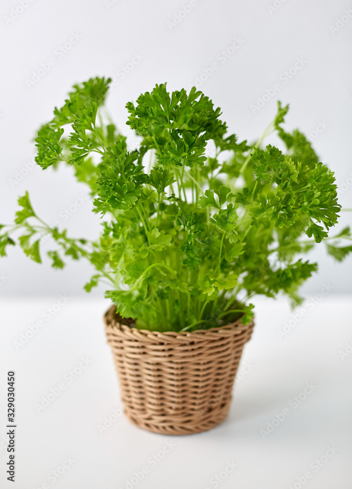 healthy eating, gardening and organic concept - green parsley herb in wicker basket on table healthy eating, gardening and organic concept - green parsley herb in wicker basket on table