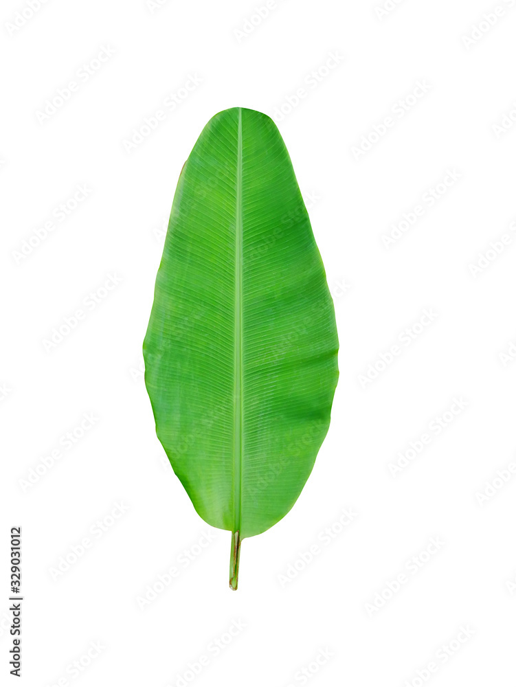 Banana leaf on a white background isolated and clipping path included Banana leaf on a white background isolated and clipping path included