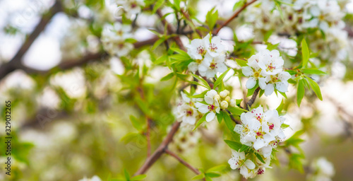 Spring background with blossom. Beautiful nature scene with blooming tree. Easter. Spring flowers. Beautiful orchard. Abstract blurred background.