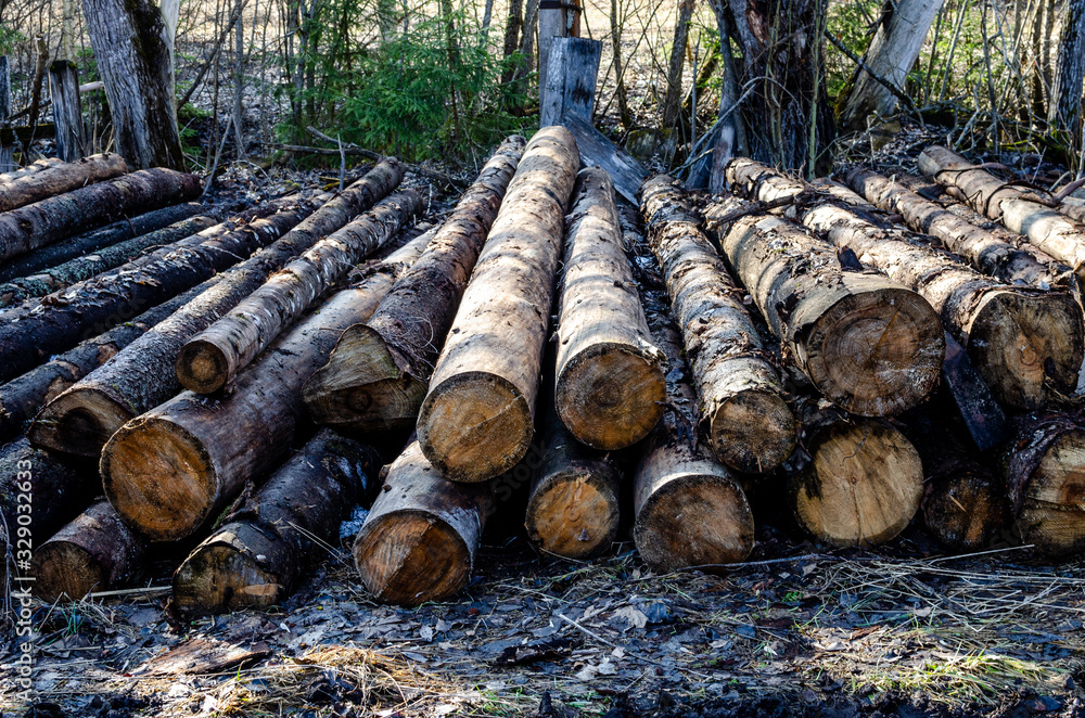 Pile of logs in the forest. Forest trees deforestation for the construction Pile of logs in the forest. Forest trees deforestation for the construction