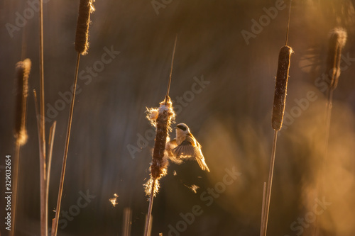 Eurasian penduline tit - Remiz pendulinus photo