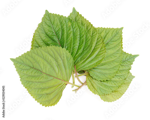 Perilla (Shiso) Leaf on white background