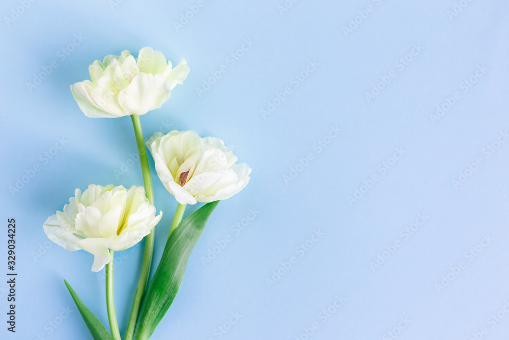 Tender cream tulips on pastel blue background. Greeting card for Women's day. Tender cream tulips on pastel blue background. Greeting card for Women's day.