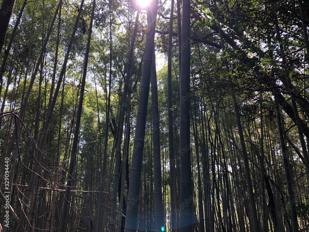 Fototapeta premium 素敵な風景