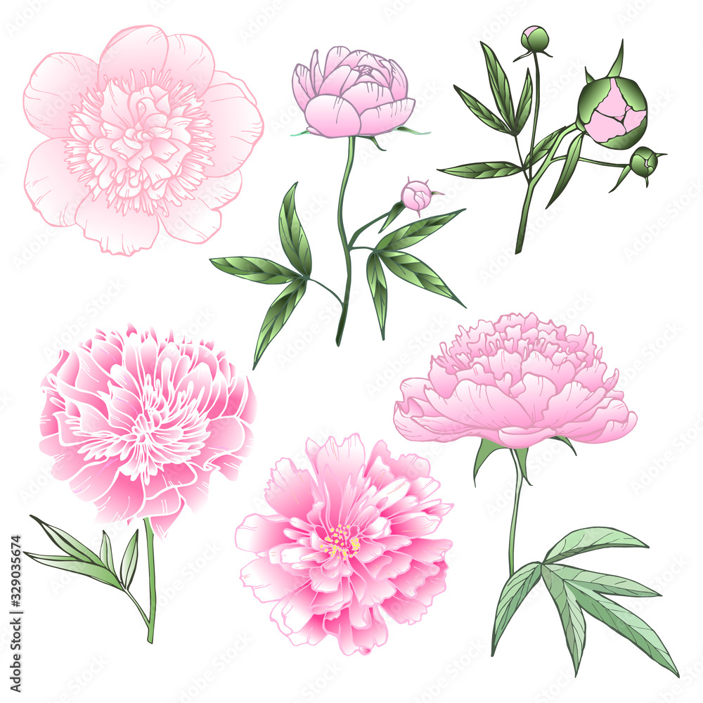 Set of peonies on white. Vector illustration. Perfect for invitations, greeting cards, postcard, fashion print, banners, poster for textiles, fashion design.