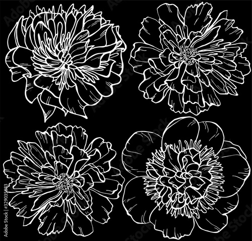 Fototapeta Naklejka Na Ścianę i Meble -  Peonies on black background. Vector illustration. Floral pattern. Perfect for invitations, greeting cards, postcard, fashion print, banners, poster for textiles, fashion design.