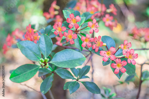 Pink Vireya Rhododendron flowers are blossoming on tree in rainforest photo