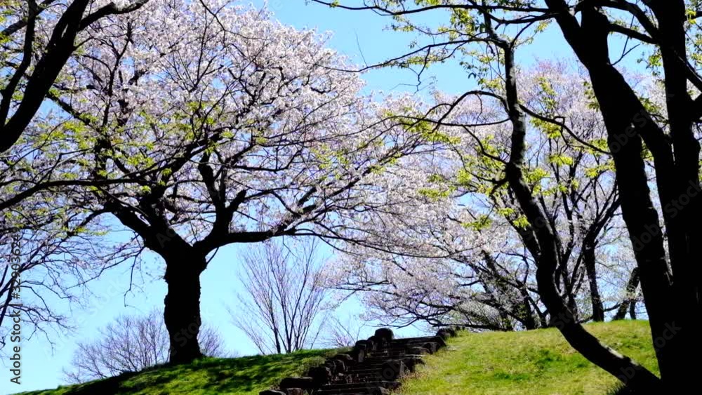 呉羽山公園都市緑化植物園満開の桜の大木
