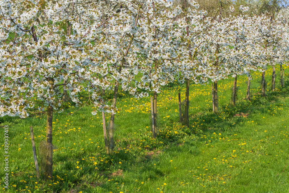 Junge blühende Kirschbäume in Wiesbaden-Frauenstein/Deutschland an einem sonnigen Frühlingstag