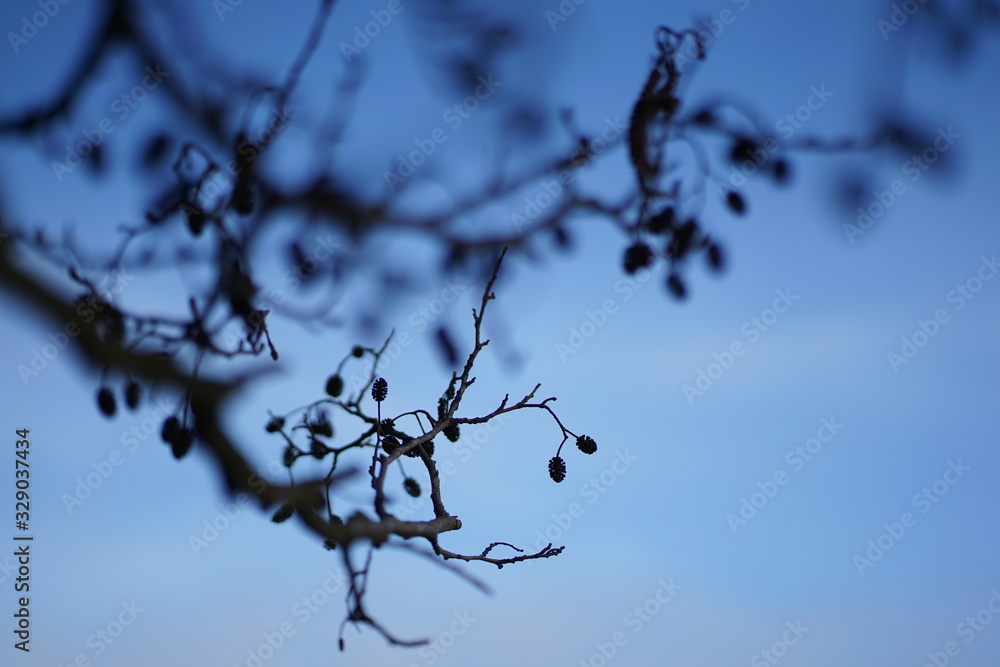 Silhouette of Black Alder cones (alnus glutinosa) against blue sky Silhouette of Black Alder cones (alnus glutinosa) against blue sky