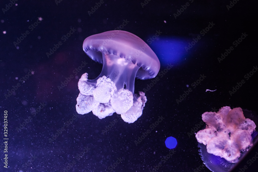 Marble jellyfish, lychnorhiza lucerna, close up. Marble jellyfish, lychnorhiza lucerna, close up.