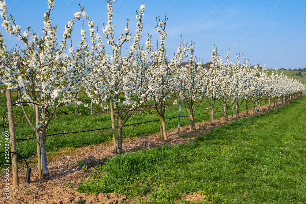 Junge blühende Kirschbäume in Wiesbaden-Frauenstein/Deutschland an einem sonnigen Frühlingstag