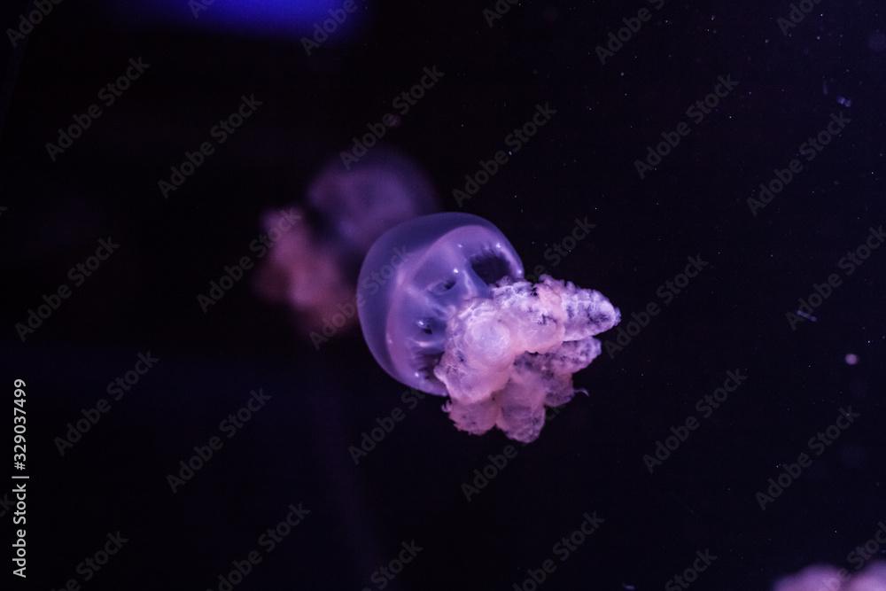 Marble jellyfish, lychnorhiza lucerna, close up. Marble jellyfish, lychnorhiza lucerna, close up.