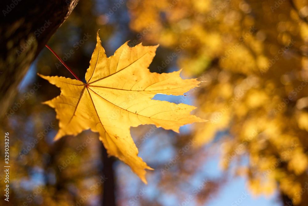 Autumn gold yellow maple leaf. Blurred background.
