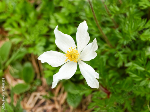 Flower of Pulsatilla alpina close-up on a blurred background