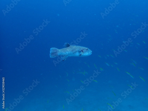 Sea puffer fish in Ko Lanta, Krabi, Thailand