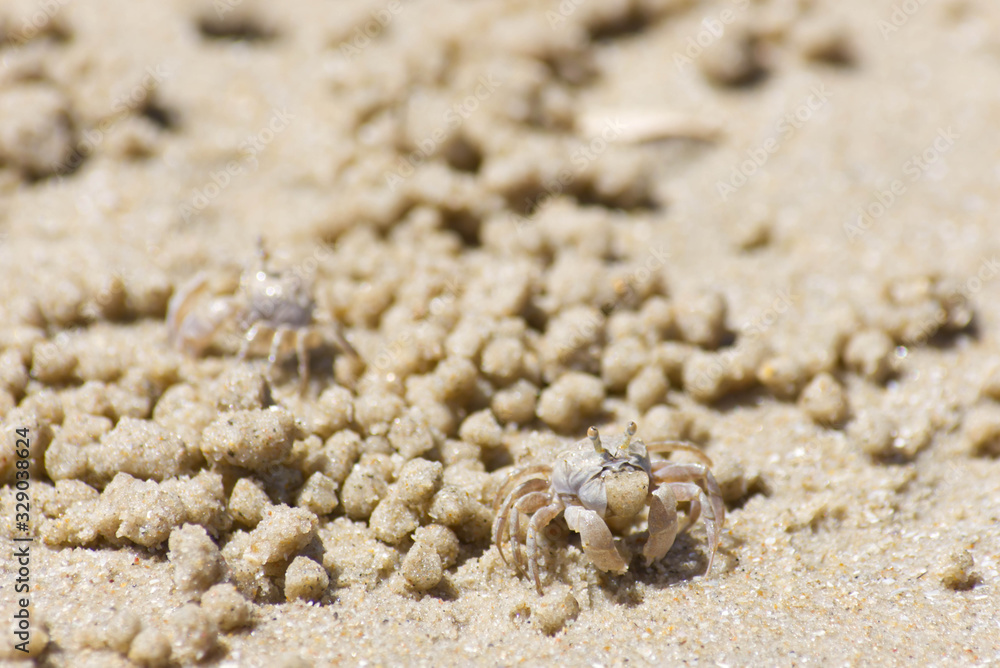 Crab that is eating food in the sand
