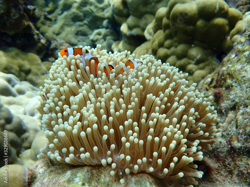  Various beautiful creatures under the sea, Ko Lanta, Krabi, Thailand