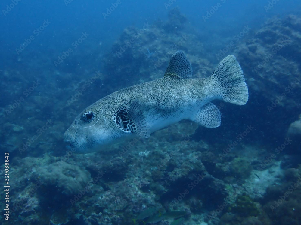 Sea puffer fish in Ko Lanta, Krabi, Thailand Sea puffer fish in Ko Lanta, Krabi, Thailand