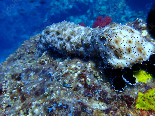  Various beautiful creatures under the sea, Ko Lanta, Krabi, Thailand