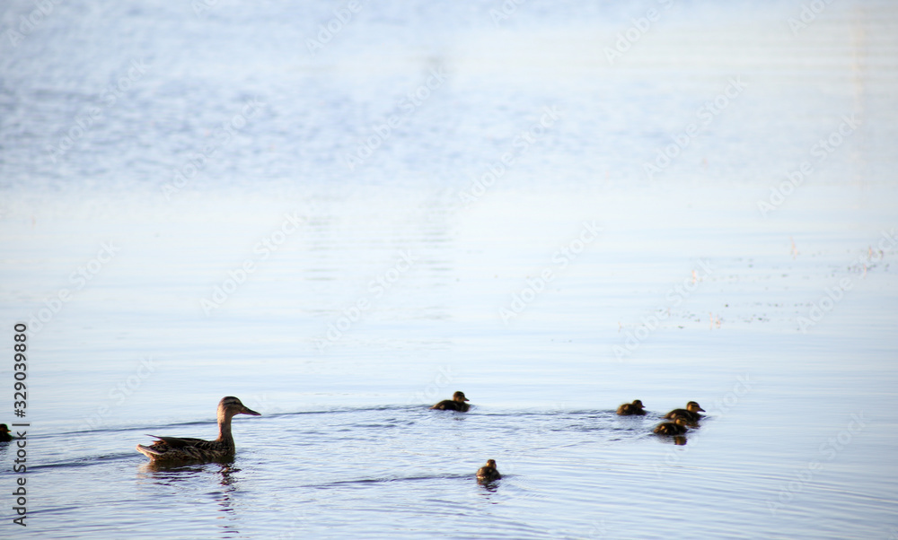 duck with ducklings swim in light waves duck with ducklings swim in light waves