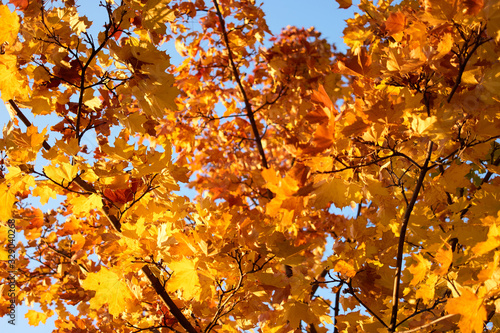 Close up orange maple tree branches. Colorful autumnal foliage over blue sky.