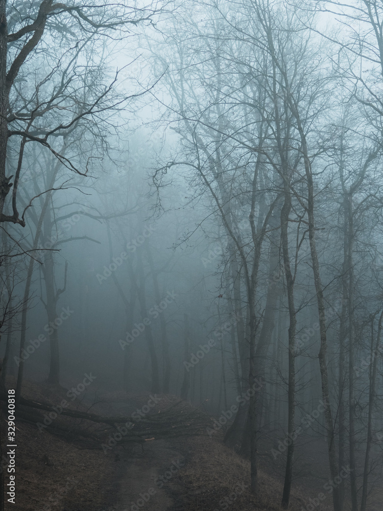 Fototapeta premium Morning in a dark rainy foggy scary forest