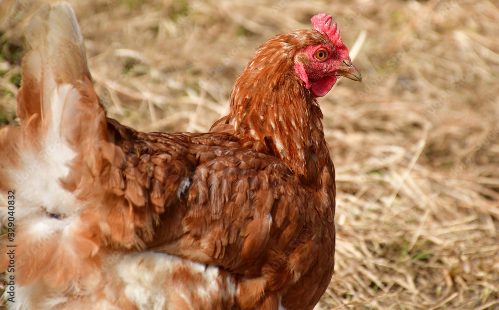 Braunes Huhn im Stroh Braunes Huhn im Stroh