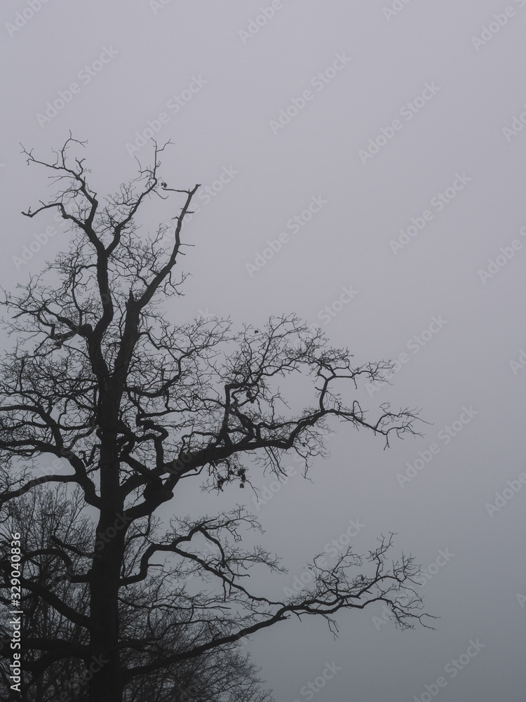 Silhouette of a tree on a foggy morning Silhouette of a tree on a foggy morning