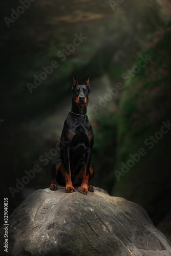 Billede på lærred black doberman dog sitting on a large rock outdoors