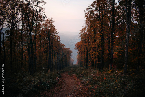 autumn forest with a trail on the hills