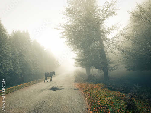 Mountain road in the fog.