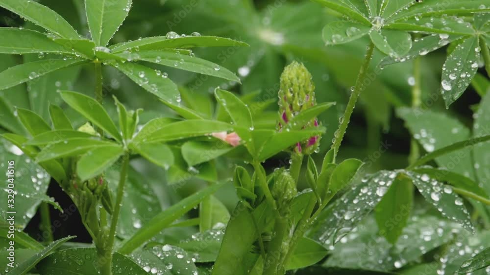 Lupine under summer rain Lupine under summer rain
