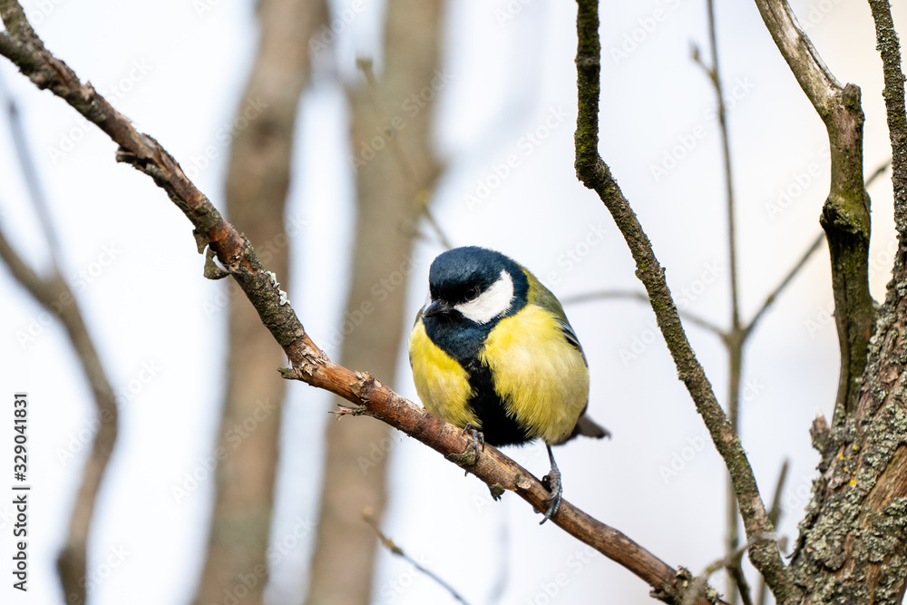 great tit or yellow-bellied tit bird great tit or yellow-bellied tit bird
