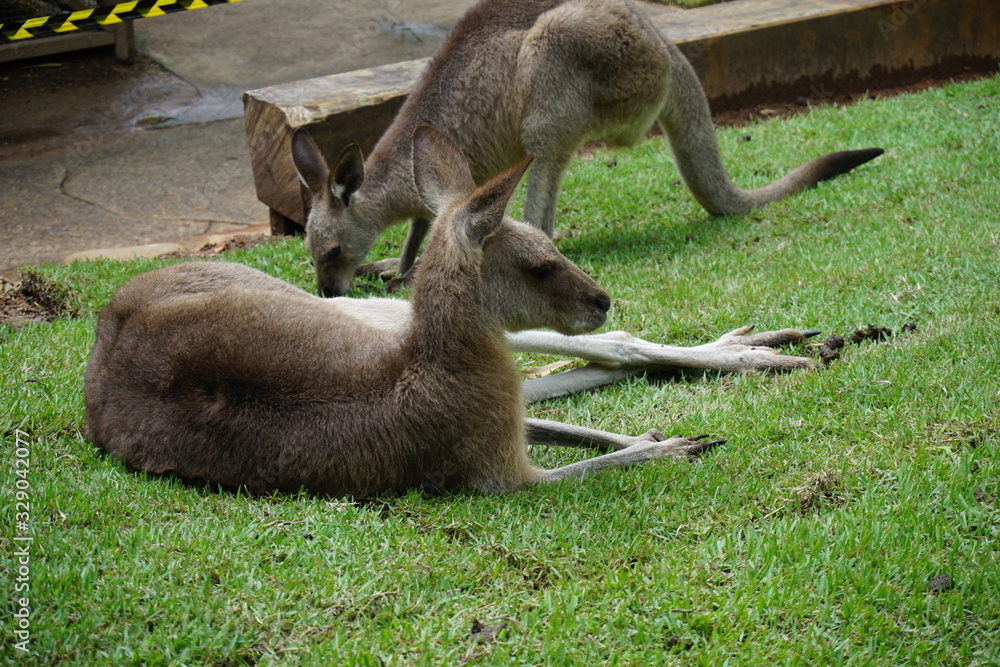 Fototapeta premium Kangaroo resting at Kuranda National Park