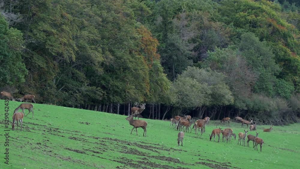 Two rivaling deer on heat with huge pairs of antlers approaching a herd