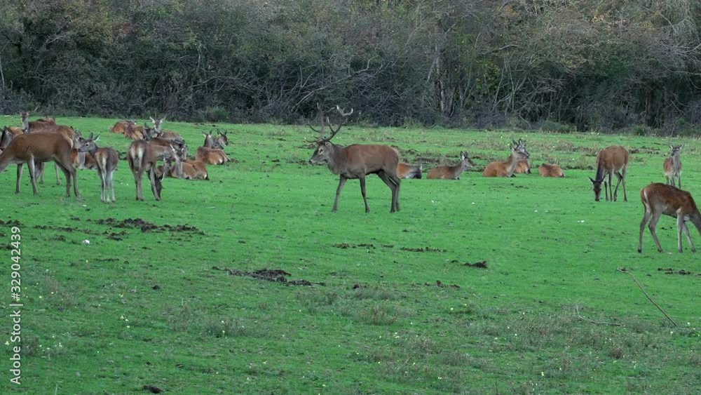 Medium shot of a huge deer getting rejected patrolling and roaring at a herd of doe not being interested at all during rutting time. Medium shot of a huge deer getting rejected patrolling and roaring at a herd of doe not being interested at all during rutting time.