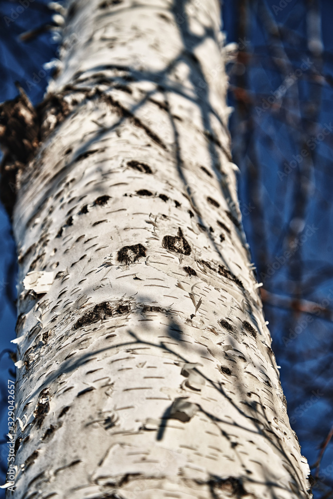 Birch in the forest