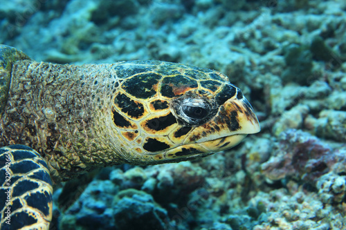 Head of Hawksbill sea turtle