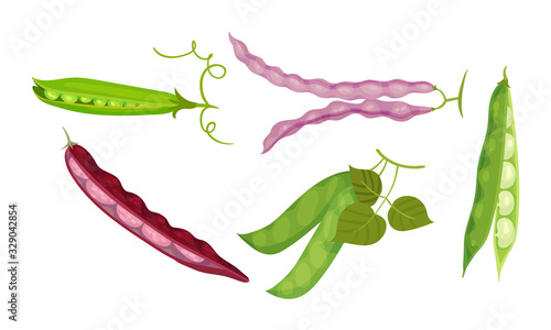 Valokuva Leguminous Plants with Open Pods and Beans Inside Vector Set