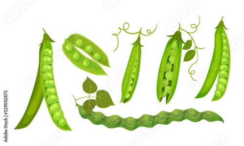 Green Peas in Pods Isolated on White Background Vector Set
